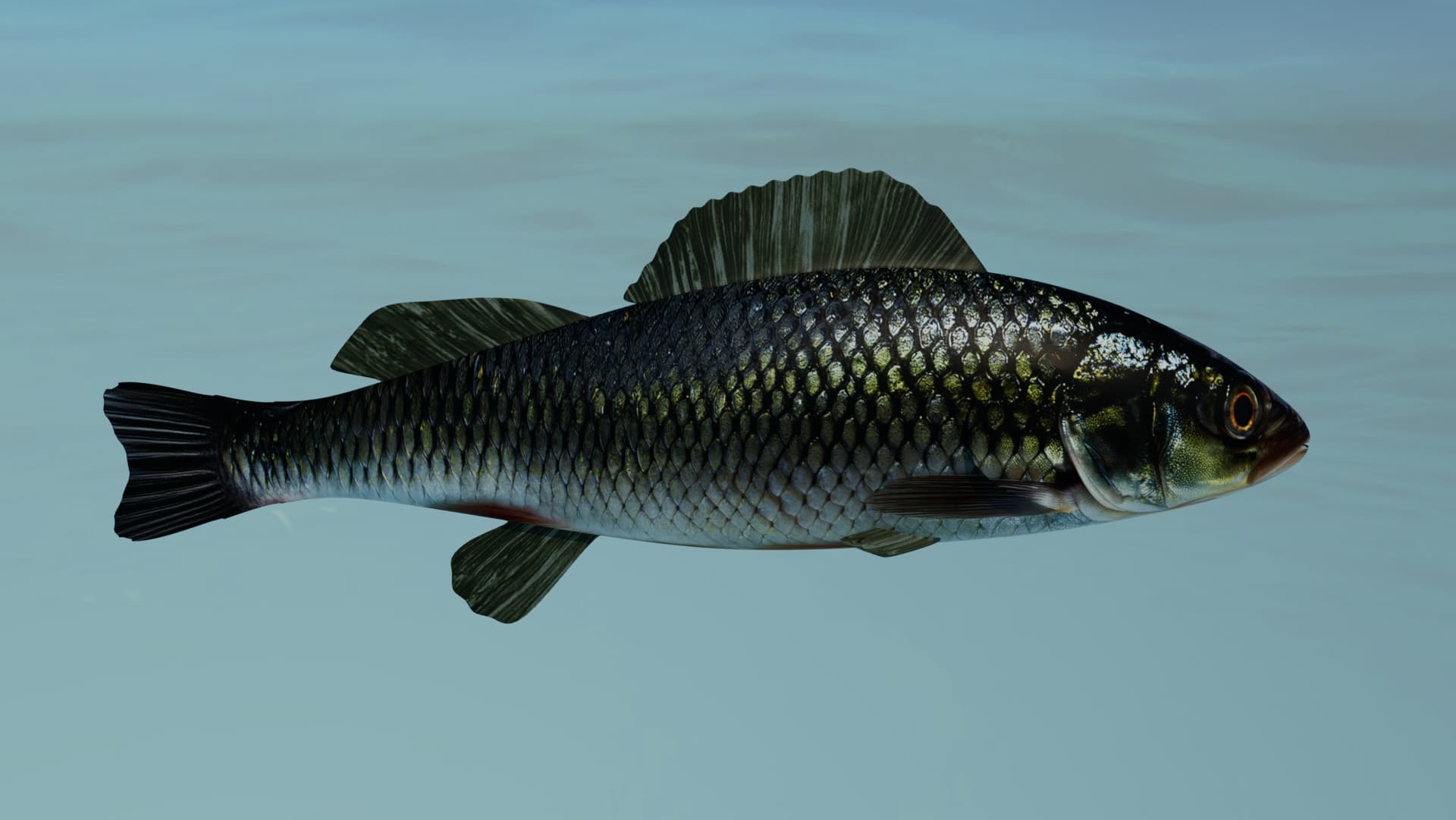 Photorealistic 3D Fish Asset with High-Detail Scale Texturing
